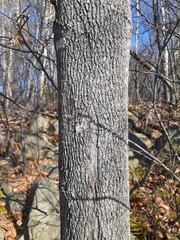 Fraxinus nigra