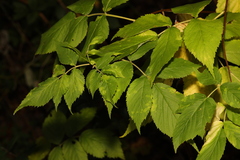 Rubus idaeus