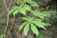 Schefflera digitata