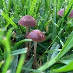 Panaeolus foenisecii