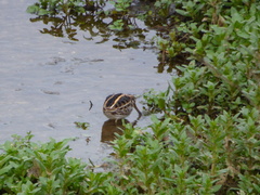 Lymnocryptes minimus