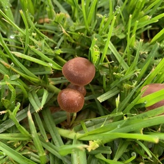 Panaeolus foenisecii