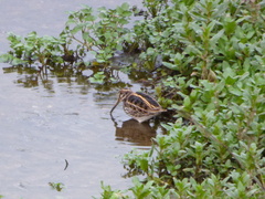 Lymnocryptes minimus