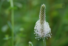 Plantago media