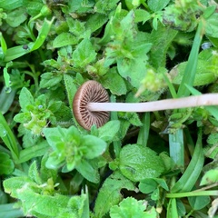 Panaeolus foenisecii