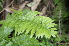 Asplenium bulbiferum