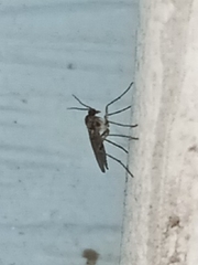 Sciaroidea