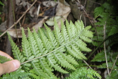 Asplenium bulbiferum