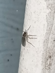 Sciaroidea