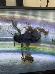 Tenebrionidae