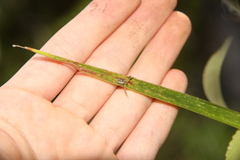 Diaea ambara
