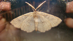 Melanolophia signataria