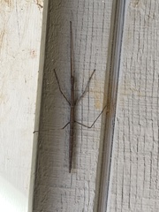 Diapheromera femorata