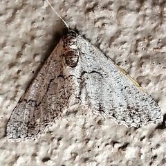 Cymatophora approximaria