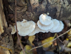 Fungi