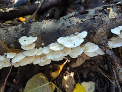 Fungi