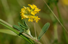 Medicago falcata