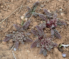 Pedicularis centranthera