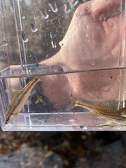 Notropis nubilus