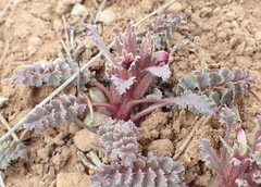 Pedicularis centranthera