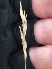 Sporobolus vaginiflorus