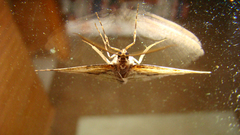 Melanolophia signataria