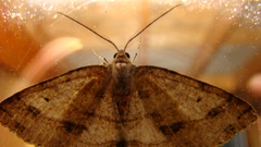 Melanolophia signataria