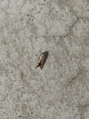 Tachystola hemisema