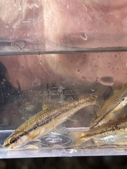 Notropis nubilus