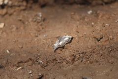 Chiomara georgina georgina