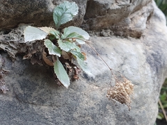 Trachelium caeruleum