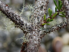 Rinodina