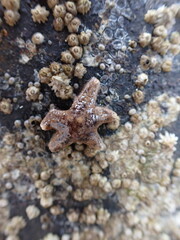 Asteriidae