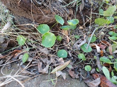 Hydrocotyle umbellata