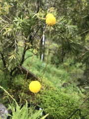 Craspedia variabilis