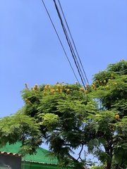 Cenostigma pluviosum