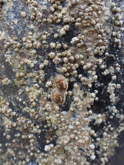 Onchidoris bilamellata