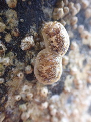 Onchidoris bilamellata