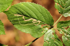 Stigmella aurella