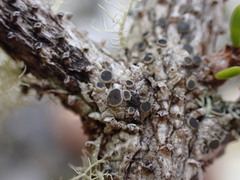 Rinodina
