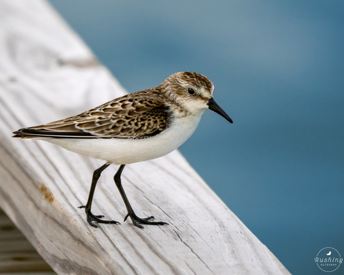 Semipalmated Sandpiper