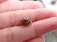 Onchidoris bilamellata
