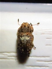 Toxonotus cornutus