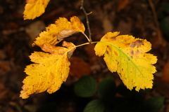 Scandosorbus intermedia