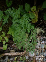 Conioselinum