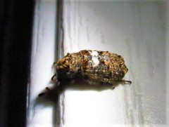 Toxonotus cornutus