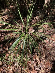 Yucca aloifolia