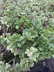 Pittosporum