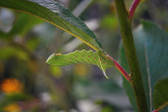 Smerinthus ocellata