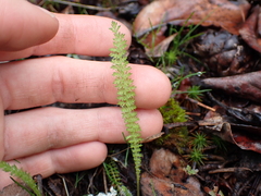 Achillea millefolium